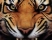 Iron Tiger